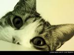 mi$$c@t du 67 !!